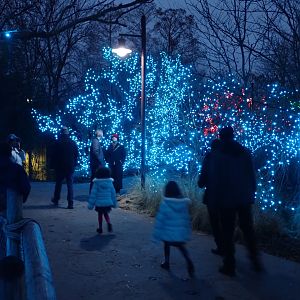 Festival of Lights 2018-2019