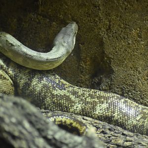 Python (?) Identification - (Faunia)