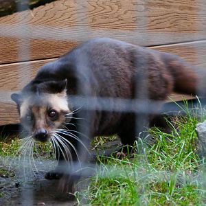 Sumatran White-bearded Civet - 1-1-19 - Hamerton