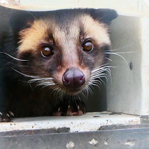 Sumatran White-bearded Civet - 1-1-19 - Hamerton