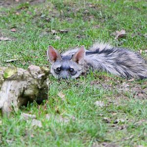Southern Aardwolf - 1-1-19 - Hamerton