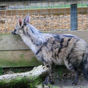 Southern Aardwolf - 1-1-19 - Hamerton