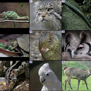 Xmas Crossword 2018 Images ACROSS