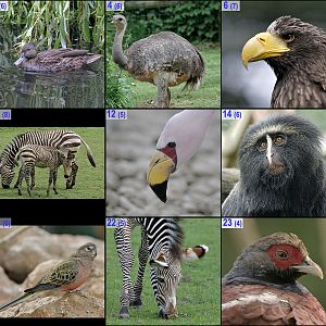 Xmas Crossword 2018 Images DOWN