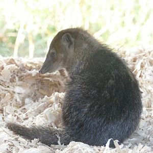 Common cusimanse, January 2019