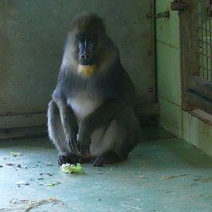Female Mandrill, January 2019
