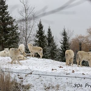 Arctic Wolf Pack