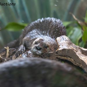 Spotted Necked Otters