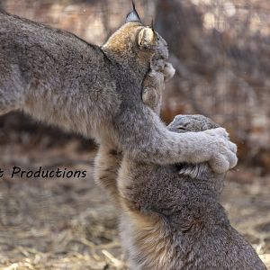 Lynx kitten and mother