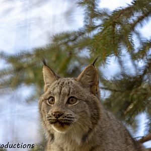 Lynx kitten up in a tree