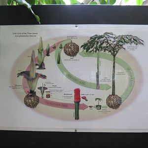 Corpse Plant signage