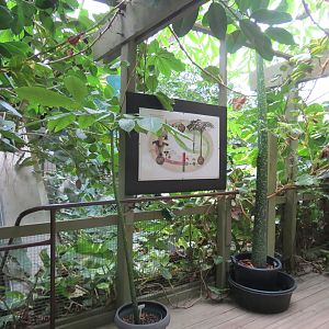Corpse Plant, Amorphophallus titanum,