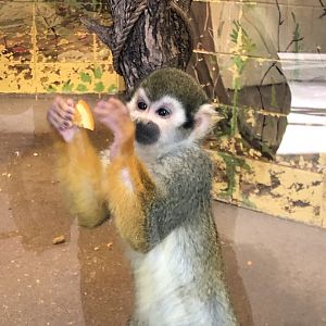 Squirrel Monkey