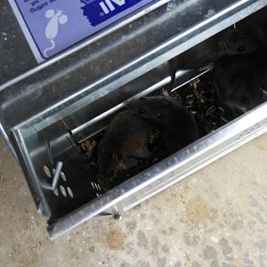 North American Deer Mice (Peromyscus maniculatus)