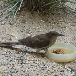 Lunchtime! (Mealworms, yum!)
