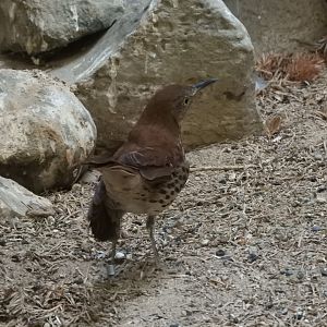 Brown Thrasher (Toxostoma rufum)