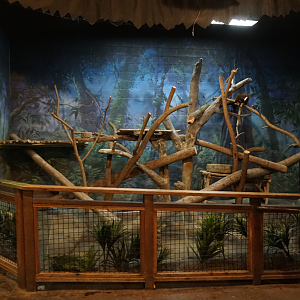 Jan. 2019 - Roadhouse - Matschie's Tree Kangaroo Exhibit