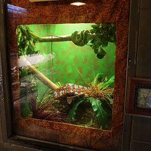 Jan. 2019 - Roadhouse - Green Tree Python Exhibit