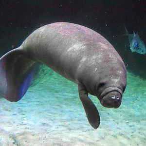 Jan. 2019 - Manatee Coast - Florida Manatee