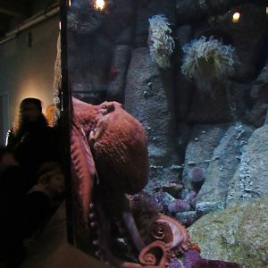 Giant Pacific Octopus