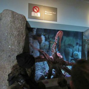 Giant Pacific Octopus