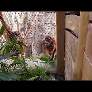 Clever Young Orangutan @ Zoom Erlebniswelt - YouTube