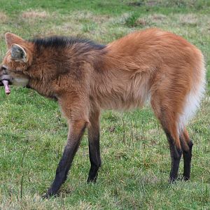 Maned Wolf - 3/1/19 - Hamerton