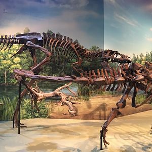 Gorgosaurus - Royal Ontario Museum