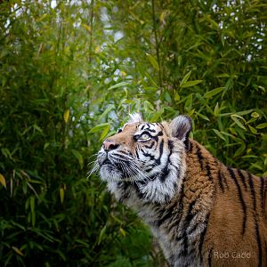 Sumatran tiger : WHF Big Cat Sanctuary : 04 May 2017