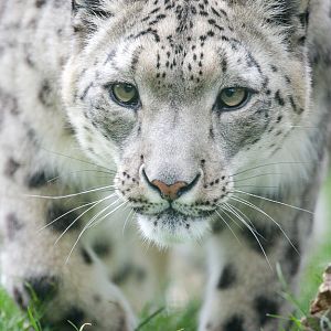 Snow leopard : WHF Big Cat Sanctuary : 04 May 2017
