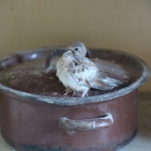 Diamond Dove Fledgling