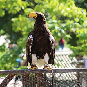 Steller's Sea Eagle