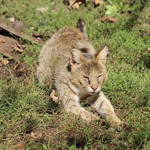 Jungle Cat