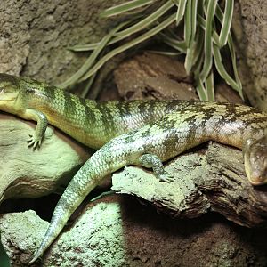Tanimbar Blue-Tongued Skinks