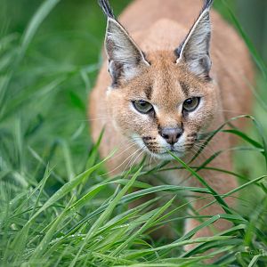 Caracal : WHF Big Cat Sanctuary : 04 May 2017
