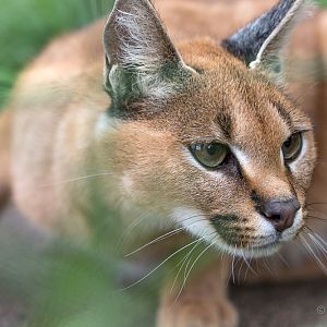 Caracal : WHF Big Cat Sanctuary : 04 May 2017