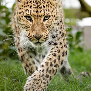 North Chinese leopard : WHF Big Cat Sanctuary : 04 May 2017