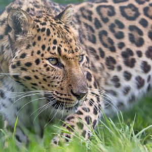 North Chinese leopard : WHF Big Cat Sanctuary : 04 May 2017