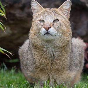 Jungle cat : WHF Big Cat Sanctuary : 04 May 2017