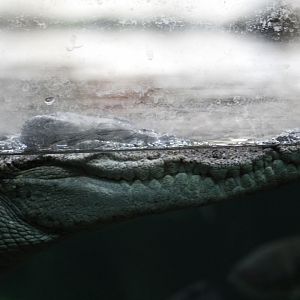 Siamese Crocodile
