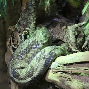 Eastern Madagascar Tree Boa