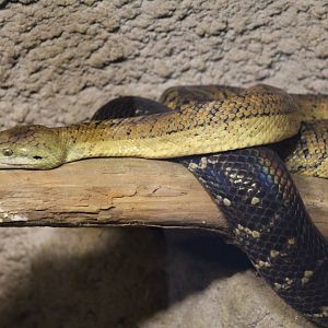 Jamaican Boa