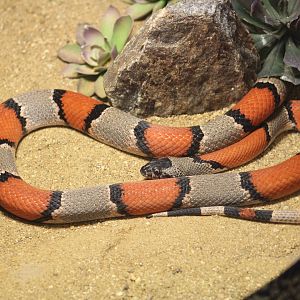 Grey-Banded Kingsnake