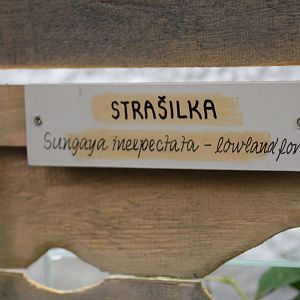 Lowland Sungay Stick Insect Signage