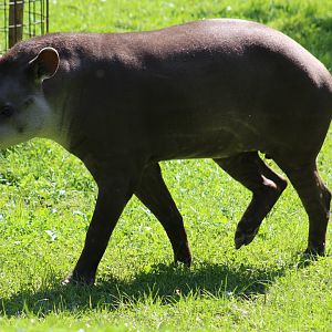 Brazilian Tapir