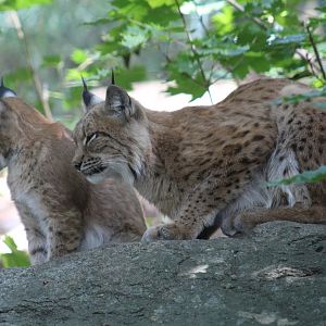 Carpathian Lynx