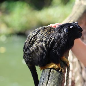 Petting A Tamarin