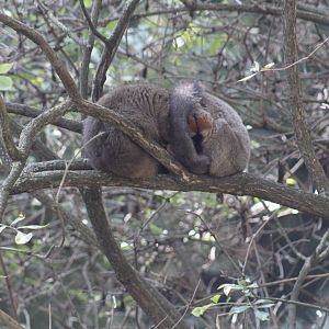 Northern Red-Fronted Lemur