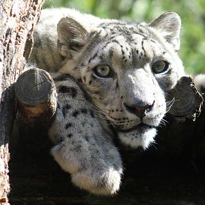 Snow Leopard