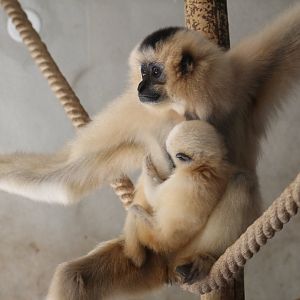 Golden-Cheeked Gibbon